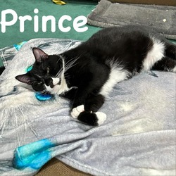 Thumbnail photo of Prince #4