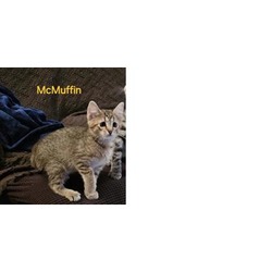 Thumbnail photo of McMuffin #1