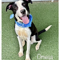 Thumbnail photo of OMEGA #3