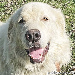 Thumbnail photo of Casper in TN - The Friendly & Gentle Pyr! #1