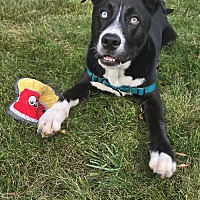 adopt a pet