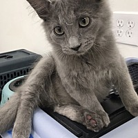 adopt a pet