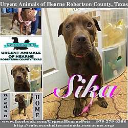 Thumbnail photo of Sika #1