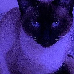 Photo of Nala