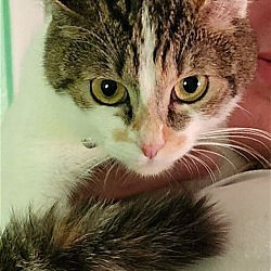 Thumbnail photo of Suki - Tiny cat - Center #1