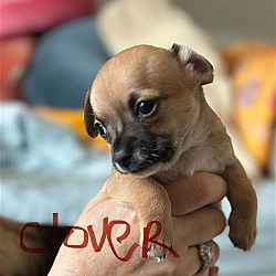 Photo of Clover - Little Itty Bitty Pup