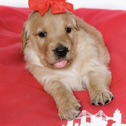 Thumbnail photo of *Coquis Puppies - Blossom #3