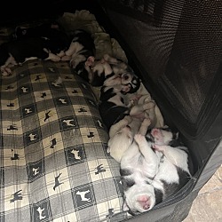 Photo of Husky pups