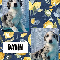 Photo of Davin