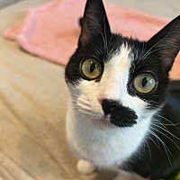 adopt a pet
