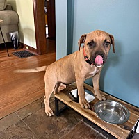 adopt a pet