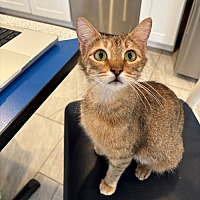 adopt a pet