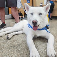 adopt a pet