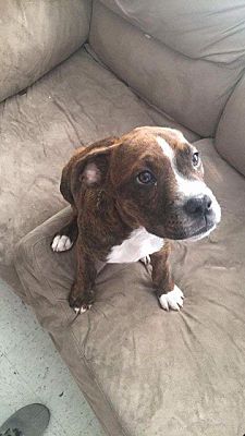 can a american staffordshire terrier and a boxer be friends