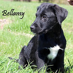Thumbnail photo of Bellamy ~ meet me! #2