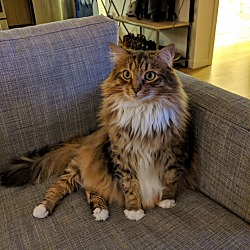 Photo of Sir Pounce