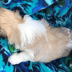 Thumbnail photo of Tri Colored Puppy #4