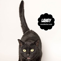 Thumbnail photo of Laney #3
