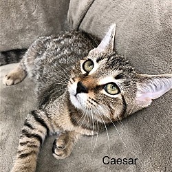 Thumbnail photo of Caesar #4