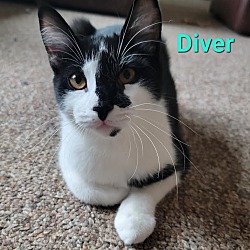 Thumbnail photo of Diver #3