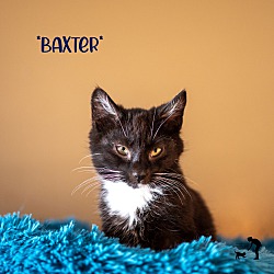 Photo of Baxter