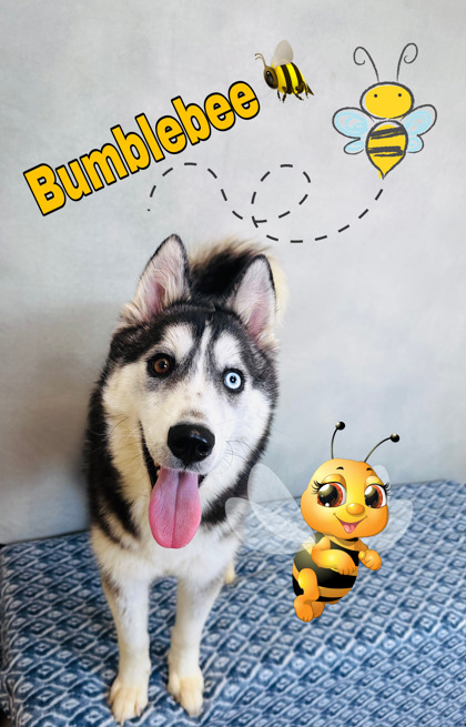 Thumbnail photo of Bumblebee #1