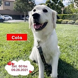Thumbnail photo of Cola #4