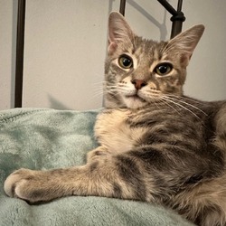 Thumbnail photo of Kaiju Kitten: Trespasser #2