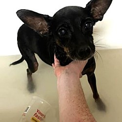 Thumbnail photo of Pepper #2