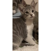 adopt-pet