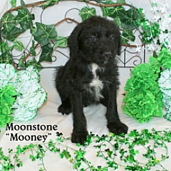 Photo of Moonstone 'Mooney'