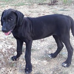 Thumbnail photo of Dory, baby lab-hound beauty! #2