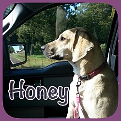 Thumbnail photo of Honey Dew #2