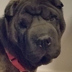 Photo of Lulu
