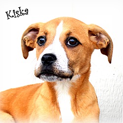 Thumbnail photo of Kiska~adopted! #1