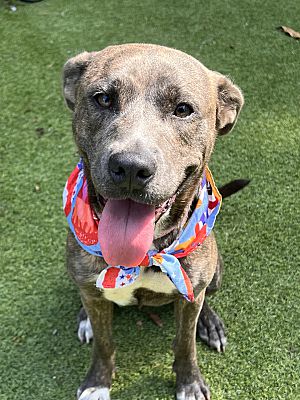 Johnston, RI - Mountain Cur/Labrador Retriever. Meet Coley - Adopted a ...