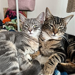 Thumbnail photo of Garfield and Ramen - bonded pair (Courtesy Post) #1