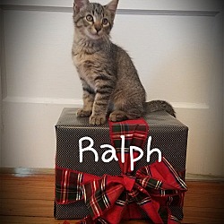 Thumbnail photo of Ralph #2