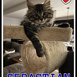 Photo of Sebastian-COURTESY LISTING