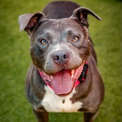 Thumbnail photo of Bonnie-A2141785 #2