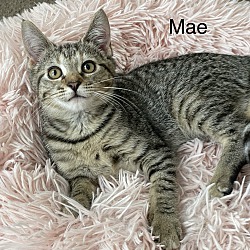 Thumbnail photo of Mae #1