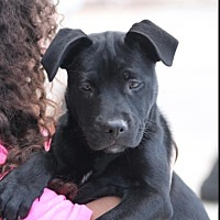 adopt-pet