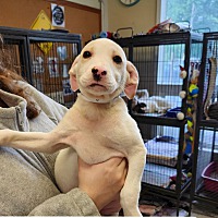 adopt a pet