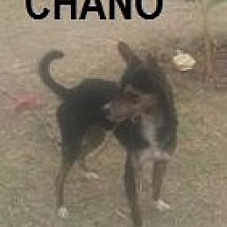 Thumbnail photo of Chano #2