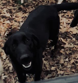 Harrisburg Pa Labrador Retriever Meet Lucy Beautiful Lab A Pet For Adoption