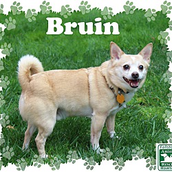 Photo of Bruin