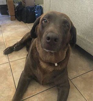 petsmart dog ear infection