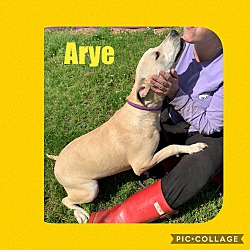Photo of Arye