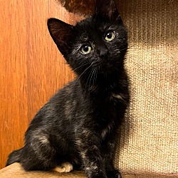 Photo of Snickers