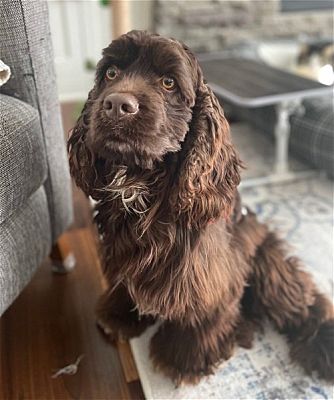 St. Louis Park, MN - Cocker Spaniel. Meet Pudding a Pet for Adoption ...